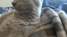 Cat Stare GIF - Cat Stare Sus GIFs