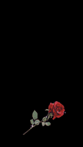 a man and a woman are standing next to each other with a rose in the foreground