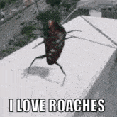 Dance Cockroach GIF