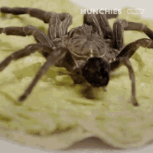 The Mexican Red Rump Taco Spider Taco GIF - The Mexican Red Rump Taco Spider Taco Vice GIFs