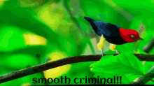 Smooth Criminal Sneaky Bird GIF - Smooth Criminal Sneaky Bird GIFs