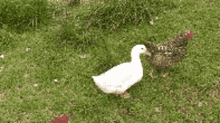 Adiós Duck GIF - Adiós Duck Chicken GIFs