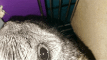 a close up of a chinchilla 's eye with a purple background in the background