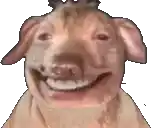 a close up of a dog 's face with a crown on its head .