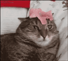 Horreur GIF - Cat What GIFs
