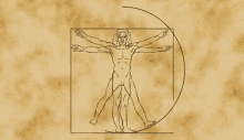 Virtuvian Man Drawing GIF - Virtuvian Man Drawing Leonardo Da Vinci GIFs