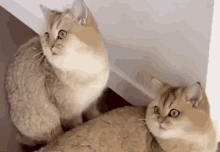 Cats Cattitude GIF - Cats Cat Cattitude GIFs
