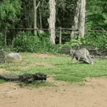 Kangaroo GIF - Kangaroo GIFs