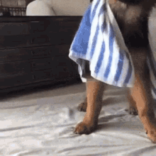 Doggy Towel GIF