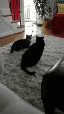 Cats Slap GIF - Cats Slap No GIFs