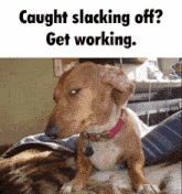 Slacking Meme GIF - Slacking Meme Dog GIFs