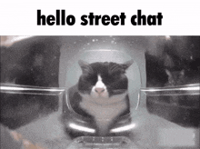 a black and white cat is sitting in a container with the words hello street chat below it