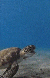 a sea turtle is swimming in the ocean near the shore