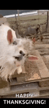 a white dog is standing next to a wooden pallet and looking at the camera .