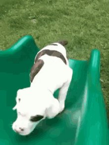 dog puppy slide