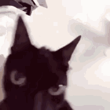 Cat Shaking Head Funny Cat Face GIF