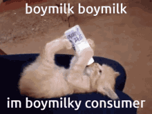 boymilk consumer boymilky