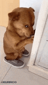 Shy Dog Shy Shiba GIF - Shy Dog Shy Shiba Cute Dog GIFs