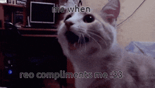 Link To Reo Happy GIF - Link To Reo Happy Cat GIFs
