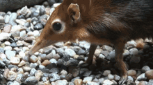 Taming Of The Sengi GIF - Sengi Mouse Cute GIFs