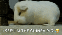 Guinea Pig Yawn GIF - Guinea Pig Yawn Tired GIFs