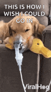 a dog is laying on a couch with an oxygen mask on its face .