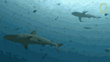 Shark Infested Waters When Sharks Attack GIF - Shark Infested Waters When Sharks Attack Watch Out For Sharks GIFs