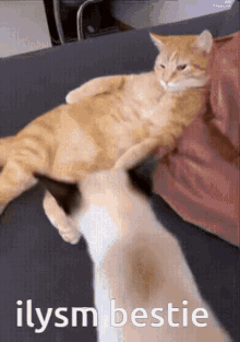 Cat Cat Hug GIF - Cat Cat Hug Jocelyn Hug GIFs