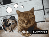 a picture of a cat with a caption that says me thinking of survivey