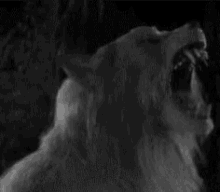Werewolf Horror GIF - Werewolf Horror Monster GIFs