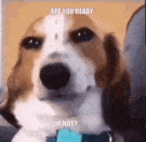 Are You Ready Or Not Evil Dog GIF - Are You Ready Or Not Evil Dog Grin GIFs