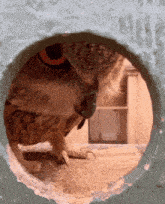 a close up of an owl looking through a hole