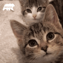Meow Kittens GIF - Meow Kittens Hey There GIFs