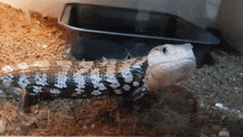 a black and white lizard is laying in a container