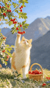 a cat reaches for a berry from a tree next to a basket of berries .