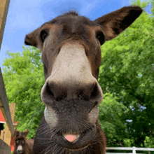 Donkey GIF