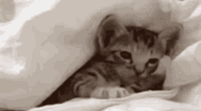 Kitten Nini GIF - Kitten Nini GIFs