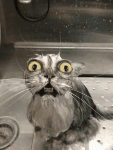 Gato Sofrendo No Banho Gato GIF