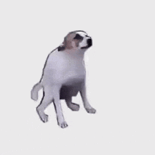 Dancing Dog GIF - Dancing Dog GIFs