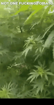 Tomato Trees No Tomato GIF - Tomato Trees No Tomato Weeds GIFs