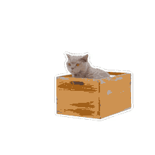 petsure cat cat in a box