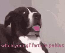 When Your Gf Farts In Public Excuse Me GIF - When Your Gf Farts In Public Excuse Me Dog GIFs