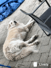 a dog is laying on its back on a brick patio and the word lively is on the bottom right