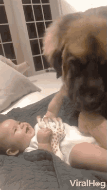 Licking Baby Viralhog GIF - Licking Baby Viralhog Cleaning The Baby GIFs