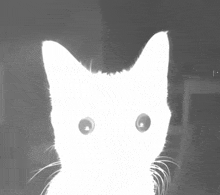 a black and white photo of a cat 's face and eyes
