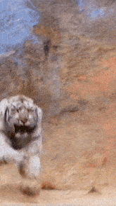 a close up of a tiger 's face with a blurred background