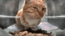 Stare Glare GIF - Stare Glare Silly Cat GIFs