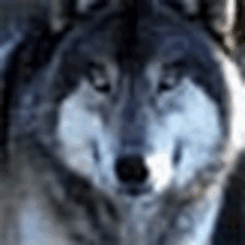 Husky Dog Dog GIF - Husky Dog Dog Suspicious GIFs