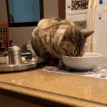 Drapercat Eating GIF - Drapercat Eating Hungry GIFs