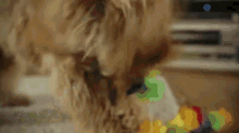 Crazy Puppy Party GIF - Puppy Dog Cool GIFs